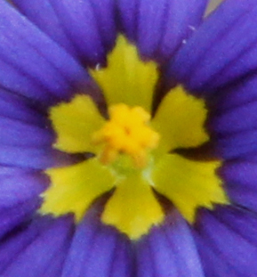 The Pictures Of Flowers Exhibit